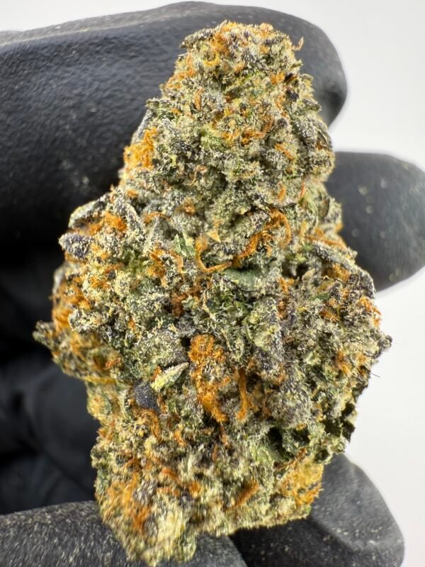 King Gelato