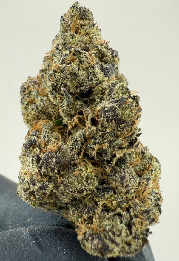 StarDawg