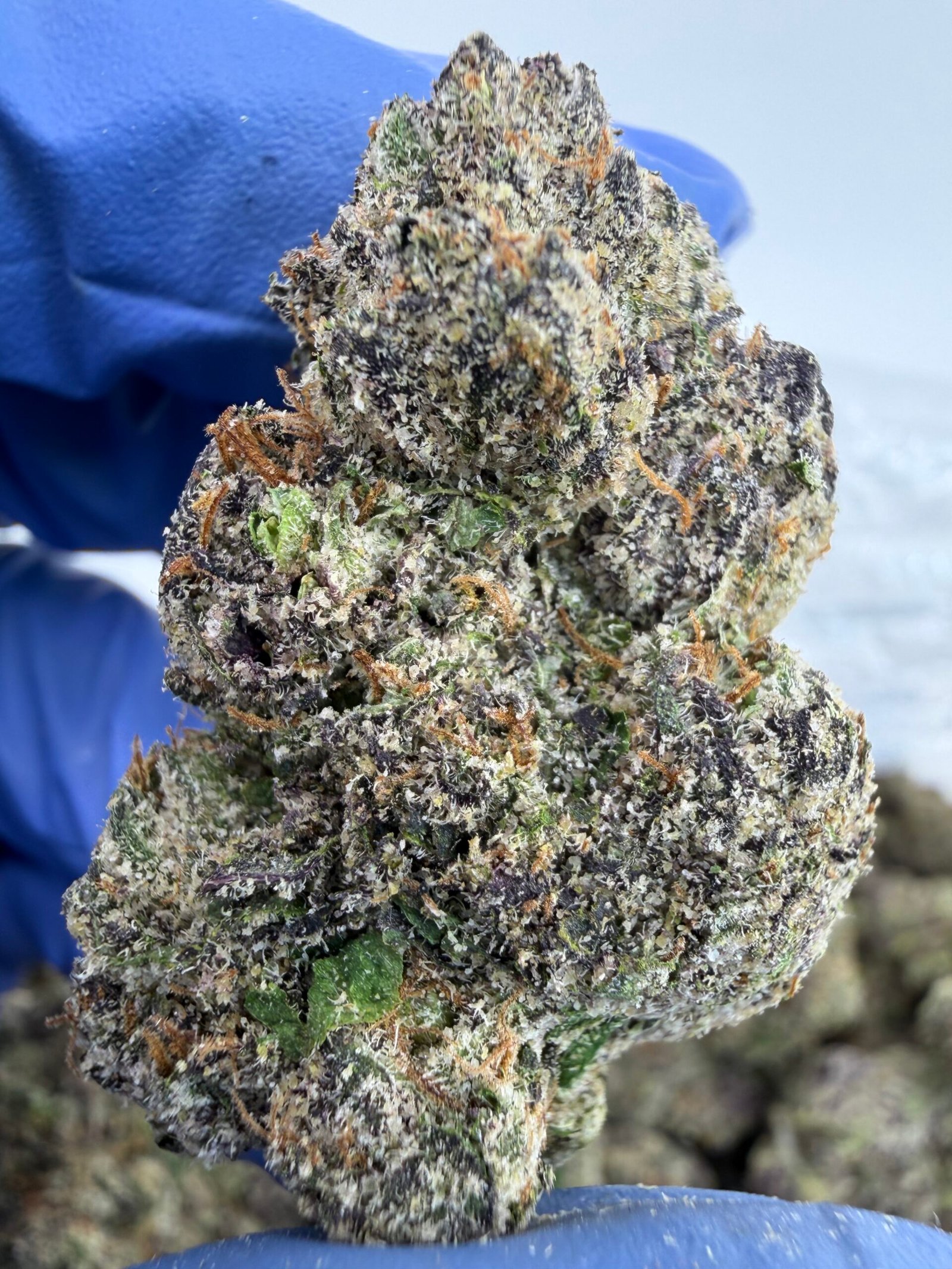 Cherry MoonDrop